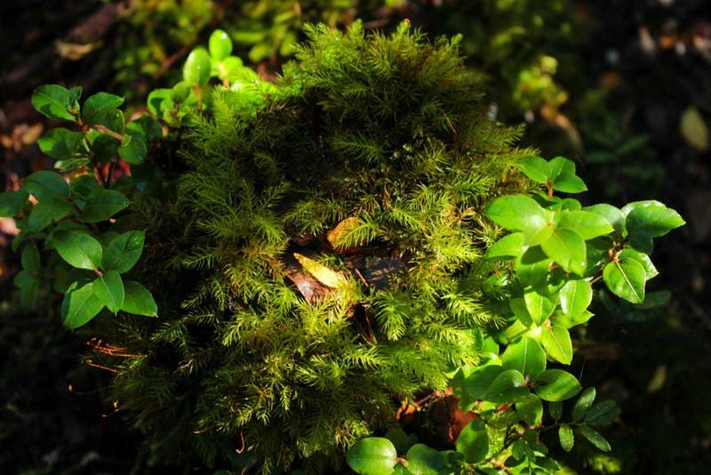 Cabanas Bosque Milenario Coñaripe エクステリア 写真