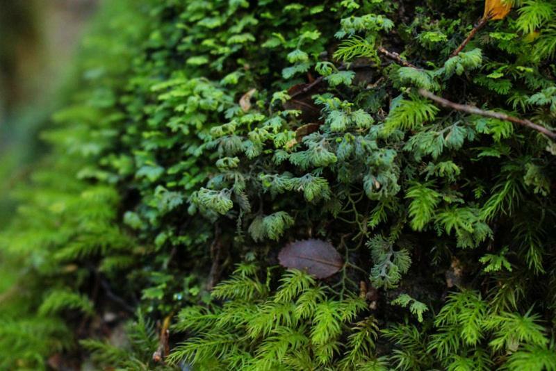 Cabanas Bosque Milenario Coñaripe エクステリア 写真