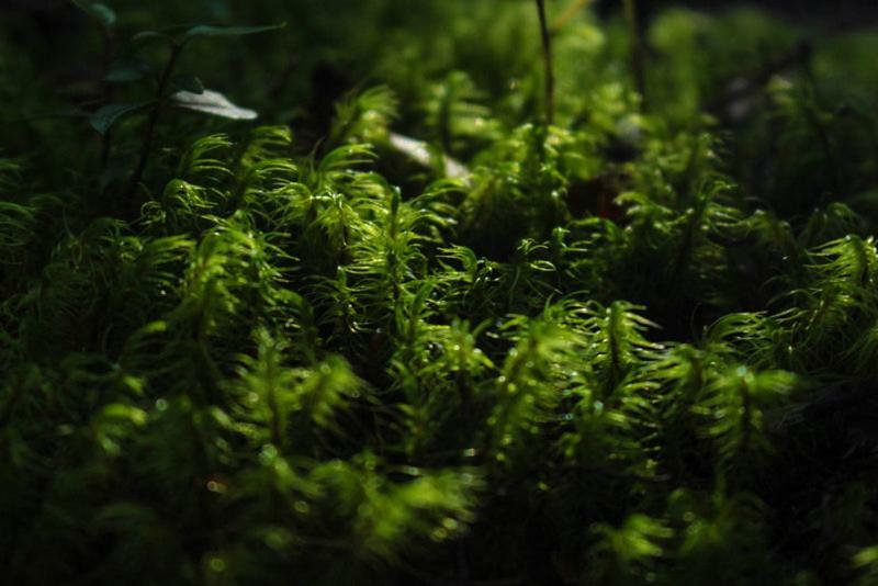 Cabanas Bosque Milenario Coñaripe エクステリア 写真