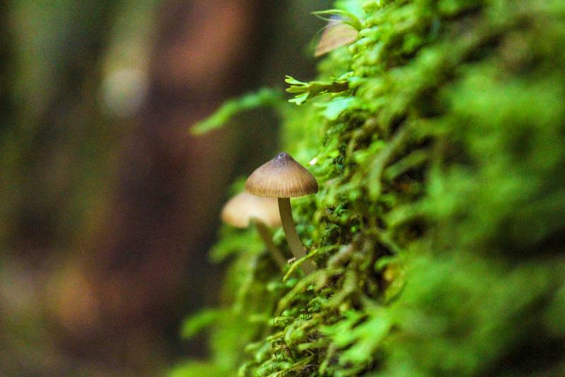 Cabanas Bosque Milenario Coñaripe エクステリア 写真